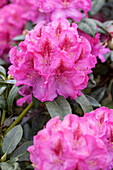 Rhododendron 'Constanze