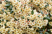 Rhododendron yakushimanum 'Flava'