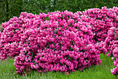 Rhododendron 'Florence Sarah Smith