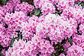 Rhododendron carolinianum 'Olga'