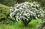 Rhododendron 'Bellini'