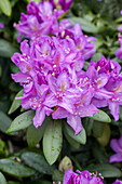 Rhododendron Catawbiense Boursault