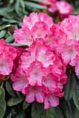 Rhododendron yakushimanum 'Fantastica