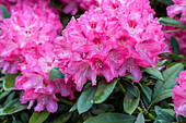 Rhododendron 'Constanze