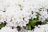 Rhododendron yakushimanum 'Snow Cloud'