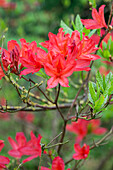 Rhododendron luteum, red