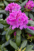 Rhododendron 'Lee's Dark Purple