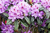 Rhododendron 'Blue Peter'