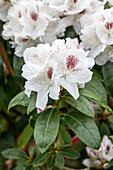 Rhododendron 'Schneebukett' (Snowy Bouquet)