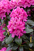 Rhododendron 'Constanze