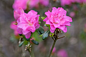 Rhododendron obtusum 'Rosinetta'®