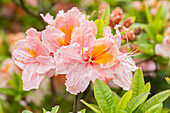 Rhododendron luteum 'Berryrose' ®