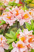 Rhododendron luteum 'Berryrose'