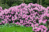 Rhododendron Diadem