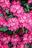 Rhododendron 'Germania'®