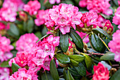 Rhododendron 'Germania'®