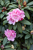 Rhododendron yakushimanum