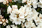 Rhododendron williamsianum 'Gartendirektor Rieger' (garden director Rieger)