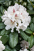 Rhododendron Progrès