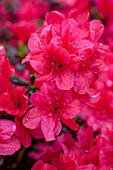 Rhododendron obtusum, rot