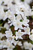 Rhododendron obtusum 'Diamond White'®