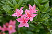 Rhododendron luteum 'Rosata'