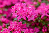 Rhododendron obtusum 'Kermesina' ®