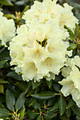 Rhododendron 'Goldkrone'®