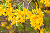 Rhododendron luteum 'Goldtopas