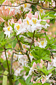 Rhododendron luteum 'Persil'