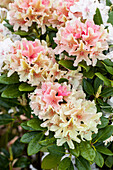 Rhododendron yakushimanum 'Percy Wiseman'.