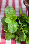 Mentha