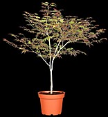 Acer palmatum 'Atropurpureum' (shrubs)