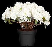Rhododendron obtusum 'Diamond White'®