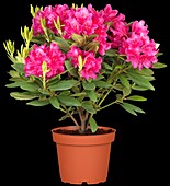 Rhododendron 'Dr. H.C. Dresselhuys