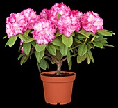 Rhododendron 'Germania'®