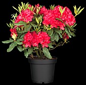 Rhododendron 'Hachmann's Firelight'®