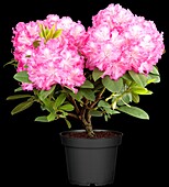 Rhododendron 'Germania'®