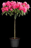 Rhododendron makinoi 'Diamond', stem
