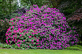 Rhododendron