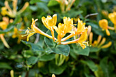 Lonicera heckrottii