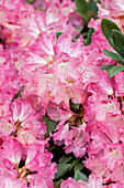 Rhododendron yakushimanum 'Sneezy'