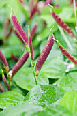 Lathyrus vernus