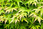 Acer palmatum 'Bi-hoo'