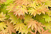 Acer shirasawanum 'Autumn Moon'
