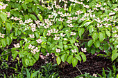 Cornus kousa