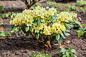Rhododendron yakushimanum 'Goldprinz'®