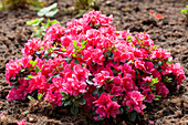 Rhododendron obtusum 'Canzonetta' ®