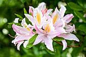 Rhododendron molle 'Suzanne Loef