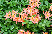 Rhododendron molle 'Victoria'